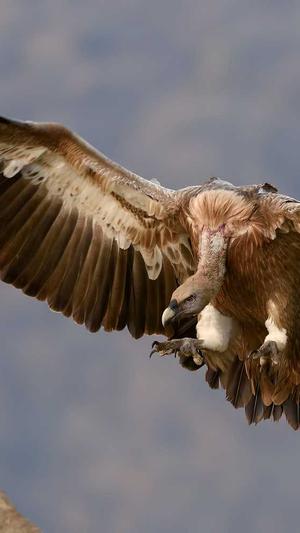 万篇长征-黑料不打烊痞幼截图1