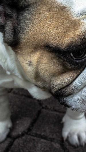 佛手瓜的核可以吃吗截图2