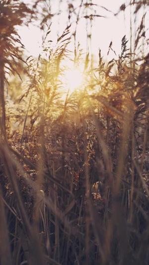 网红黑料黑料正能量群截图2