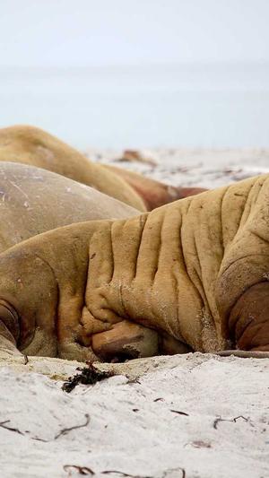 黑料正能量的网站截图1