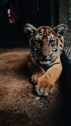 伯爵府吃瓜日常截图4