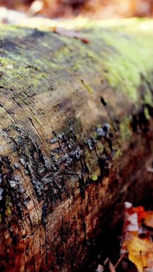 孕妇敢吃哈密瓜不截图3