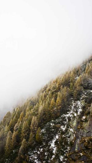 狗狗可以吃哈密瓜截图4