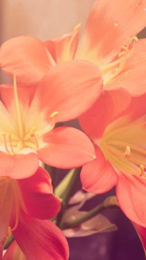 黑瓜吃黑料截图1