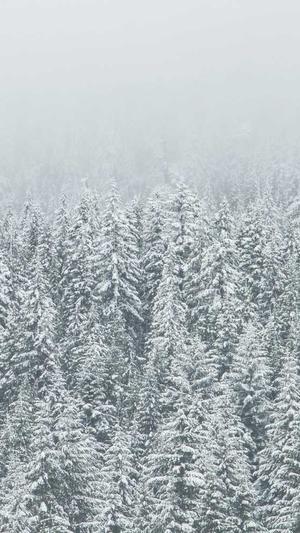 blackpink黑料截图1