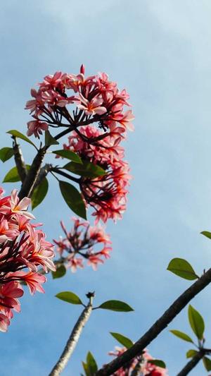 蒲瓜怎么吃截图3