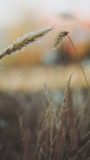 瓜瓜吃瓜课件图片截图2